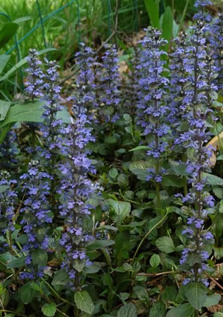 AJUGA reptans Atropurpurea